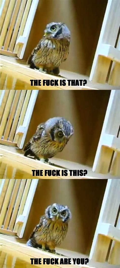 Keepin' Babel at Bay: 20 Hilariously Adorable Owl Memes