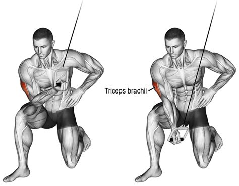 Pin on Anatomie musculation : bras : Biceps / triceps