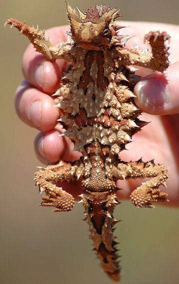 Thorny Devil Lizard