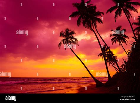 Tropical sunset palm trees landscape Stock Photo - Alamy