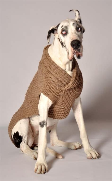 RAGG WOOL CABLE SHAWL | Dog sweaters, Chilly dogs, Great dane dogs