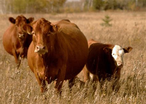 Causes of pregnancy loss in cattle