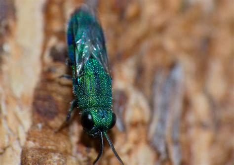 Cuckoo Wasp (Chrysis lincea) | Pafuri picnic site, Kruger NP… | Flickr