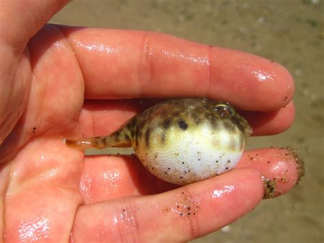 Nature on the Edge of New York City: Baby Puffer in Lower New York Bay