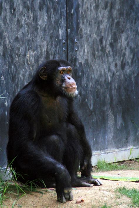 "The Man" | Current alpha male chimpanzee of the LA Zoo, Gle… | Flickr