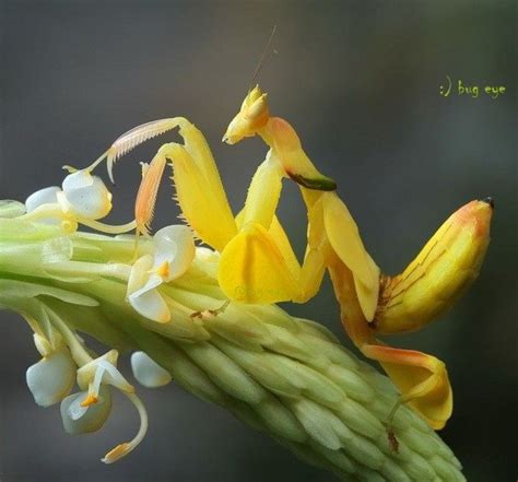 Orchid-Mantis-7 – Animal Encyclopedia