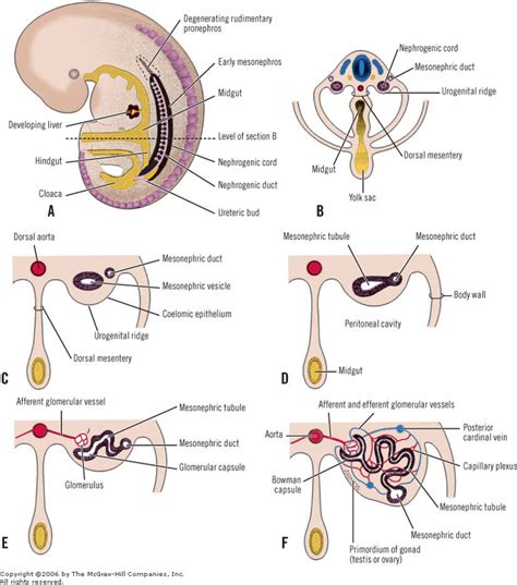 PRONEPHROS & MESONEPHROS - URINARY SYSTEM