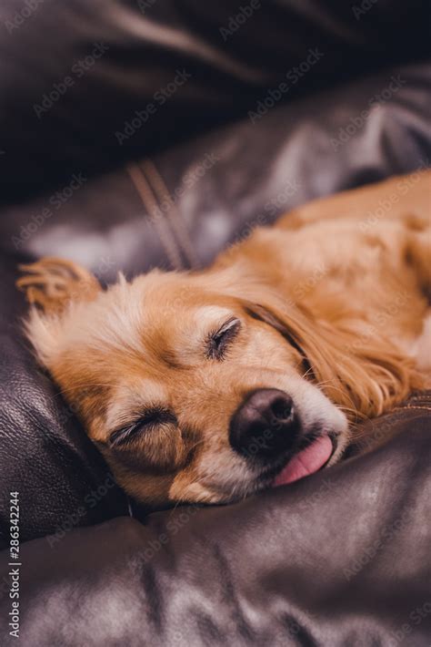 Why Do Dogs Sleep With Their Tongue Out