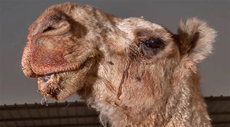 Camel: Antidote for snake bite with camel tears.. Here are the details | ApTeachers9