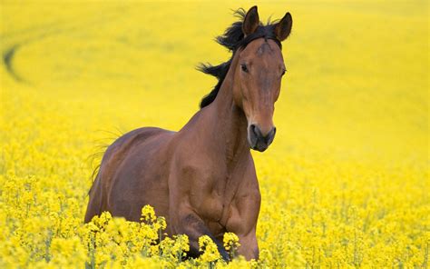 Horse yellow field horse Flowers beautiful wallpaper | 2560x1600 | 489751 | Horses, Running ...