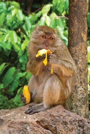 marmoset eating - Students | Britannica Kids | Homework Help