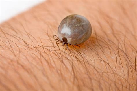 Are Dog Ticks Dangerous To Humans