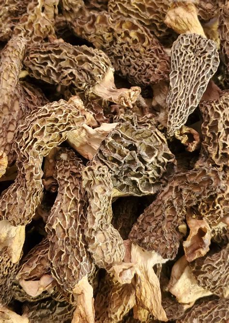 How to Use Dried Morel Mushrooms to Elevate Your Culinary Creations - Foraged - Foraged