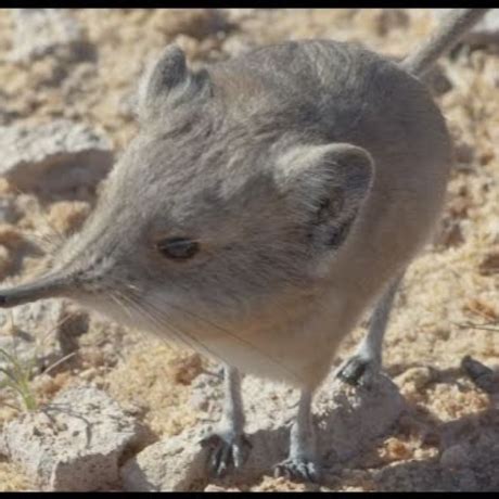 Papua New Guinea Bird Diversity Research Expedition