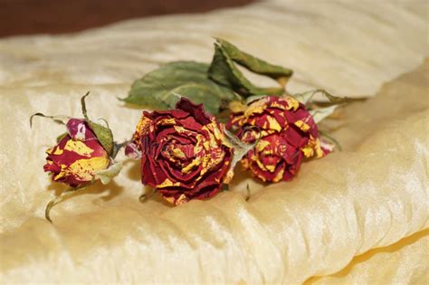 Wither Roses on Yellow Silk Stock Image - Image of elegant, tenderness: 69677941