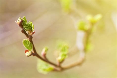 Plants Used For Budding: Learn About Plants And Trees That Use Budding