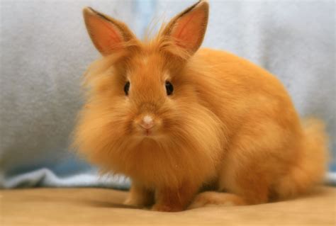 All You Need To Know About The Lionhead Rabbit | Pets Nurturing