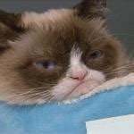 Grumpy Cat - Imgflip