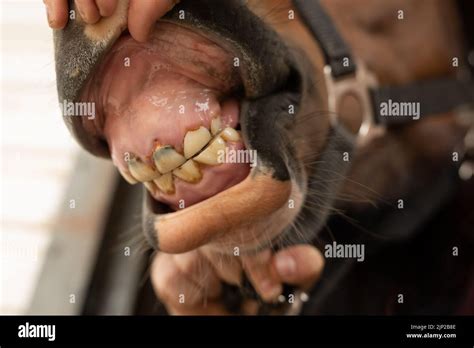 A baby horse's loose temporary milk teeth Stock Photo - Alamy