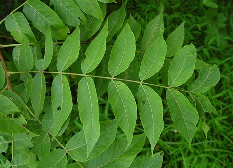 Juglans nigra - Alchetron, The Free Social Encyclopedia