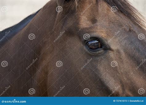 Eye of horse stock image. Image of animal, brown, color - 72761073