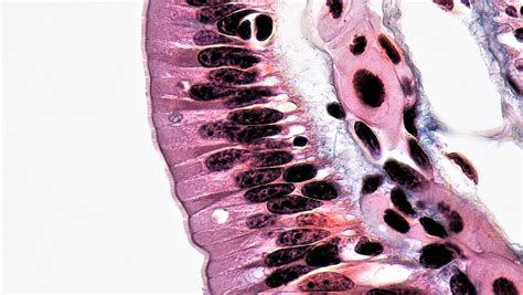 Epithelial Tissues: Simple Columnar Epithelium | cross secti… | Flickr