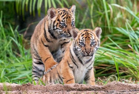 3 Sumatran tiger cubs explore jungle habitat in Sydney zoo