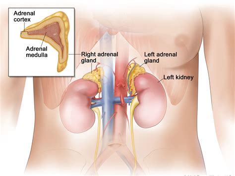 Adrenocortical Carcinoma—Patient Version - National Cancer Institute