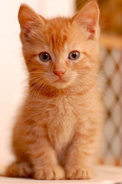 Orange you glad I pinned this cutie? | American shorthair cat, Kittens ...