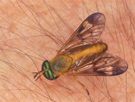 Yellow Flies Bites, How to Kill and Repellants - American Celiac