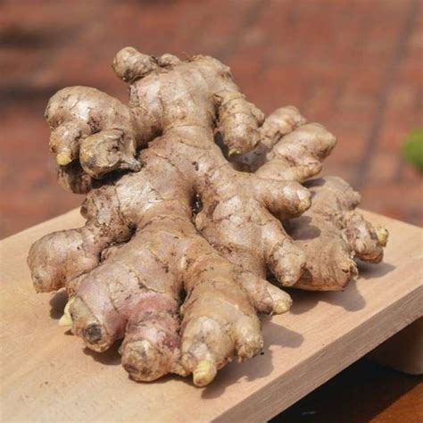 Jual Jahe Gajah (Putih) Segar / White Fresh Ginger 500 gram-08 di Seller Sahabat Horeca Tangsel ...