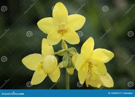 Wild Orchids. Borneo. stock image. Image of spring, clean - 14095319