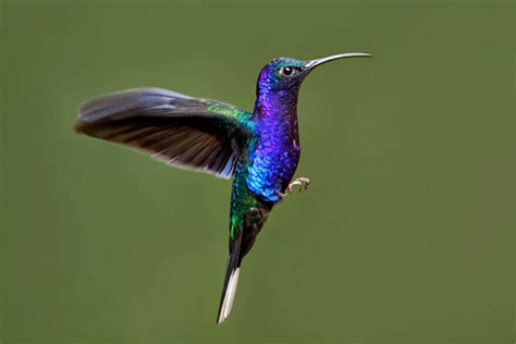 20 Pictures Of Hummingbirds Show These Birds Are Beautiful As they Are Mysterious