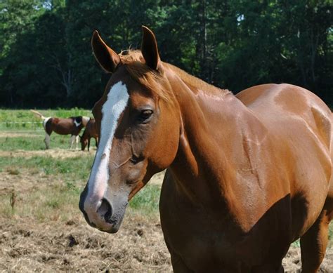 Horse Breeds Gaston Farm Equestrian Center - vrogue.co