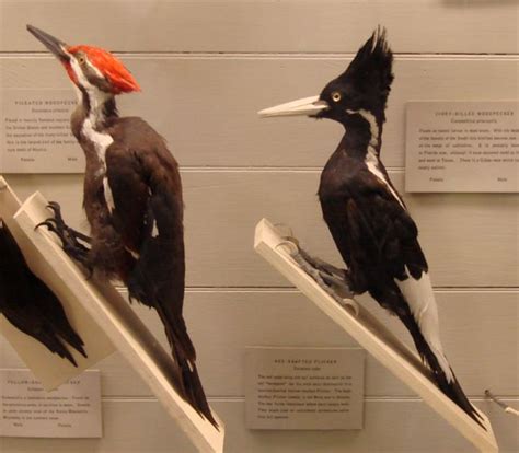 Pileated Woodpecker Size Comparison | peacecommission.kdsg.gov.ng