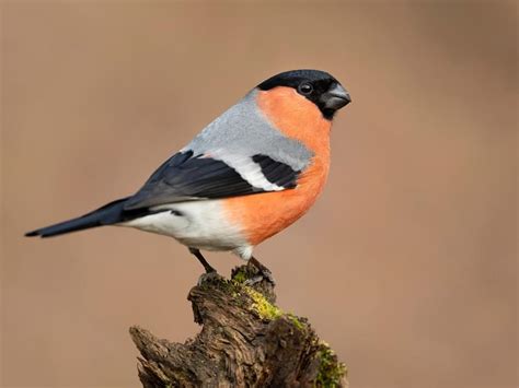 Bullfinch Bird Facts (Pyrrhula pyrrhula) | Birdfact