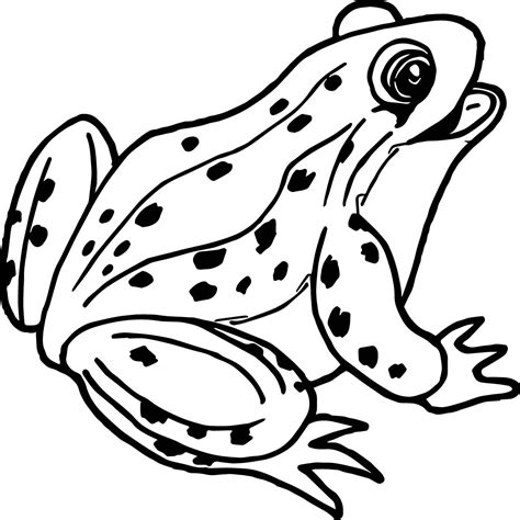 Coqui Frog Drawing at PaintingValley.com | Explore collection of Coqui ...