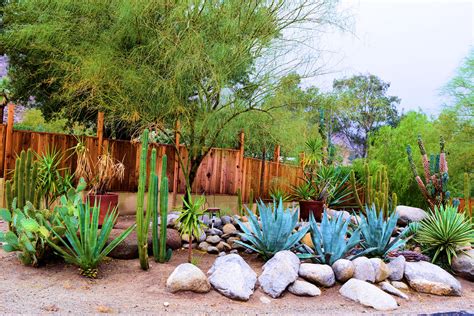 Expert Tips to Creating the Perfect Backyard Desert Oasis