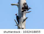 Pileated Woodpecker Close-up Free Stock Photo - Public Domain Pictures