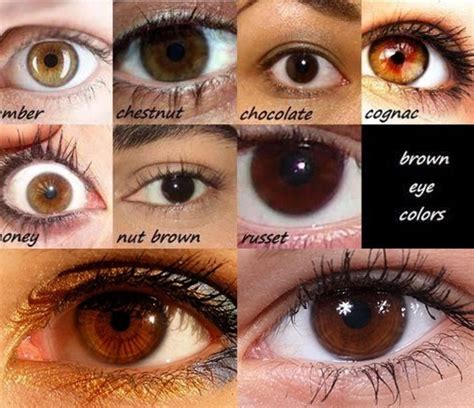 Shades Of Brown Eye Color Chart