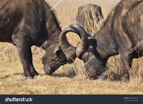 244 Cape Buffalo Fighting Images, Stock Photos & Vectors | Shutterstock