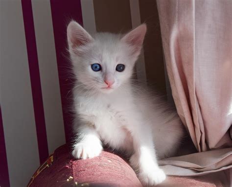 Turkish angora cat, Angora cats, Turkish angora