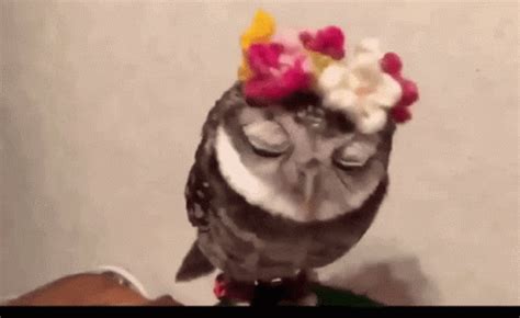 Owl Cute Owl GIF - Owl Cute Owl Kawaii Owl - Discover & Share GIFs