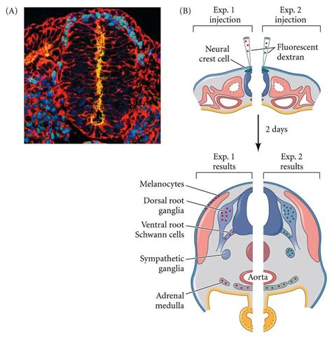 Ectoderm: Neural Crest - Biology 434 with David Sharlin at Minnesota State University, Mankato ...