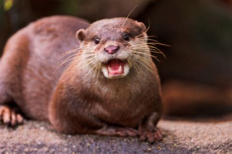 Smiling happy otter | Flickr - Photo Sharing! | Otters, Significant ...