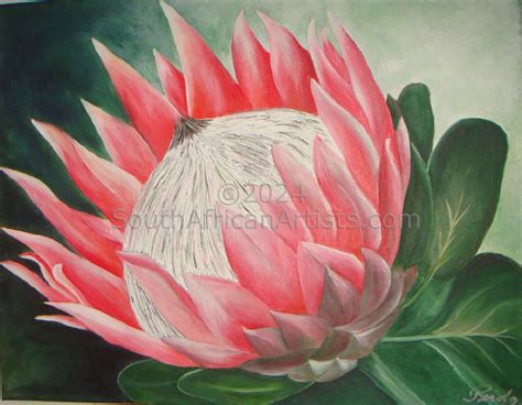 South African Protea