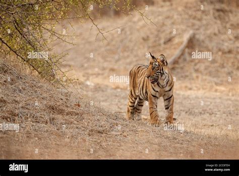 Beautiful tiger in the nature habitat. Tiger pose in amazing light ...