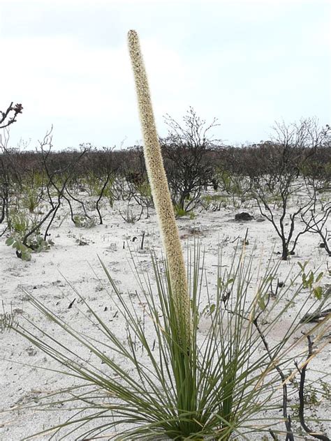 Ian Fraser, talking naturally: Xanthorrhoeas; the wonderful grass-trees