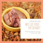Wet Cat Food: Yay or Nay? – The Barn Cat Lady