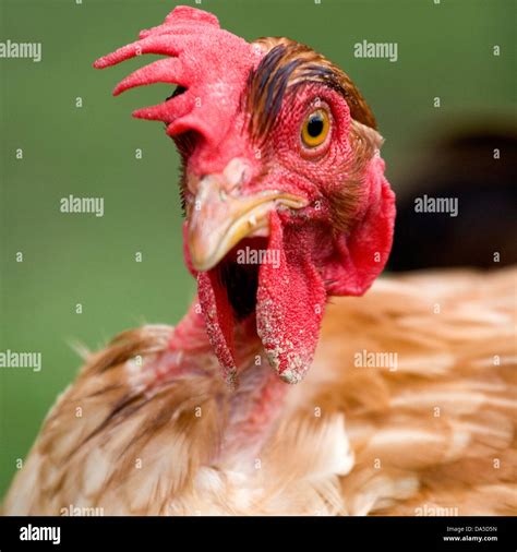 Chicken looking scared Stock Photo - Alamy